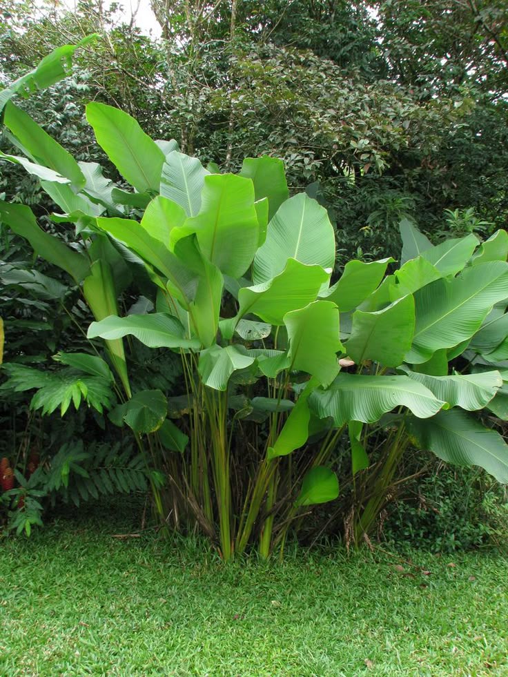 Calathea lutea - Maranta Charuto