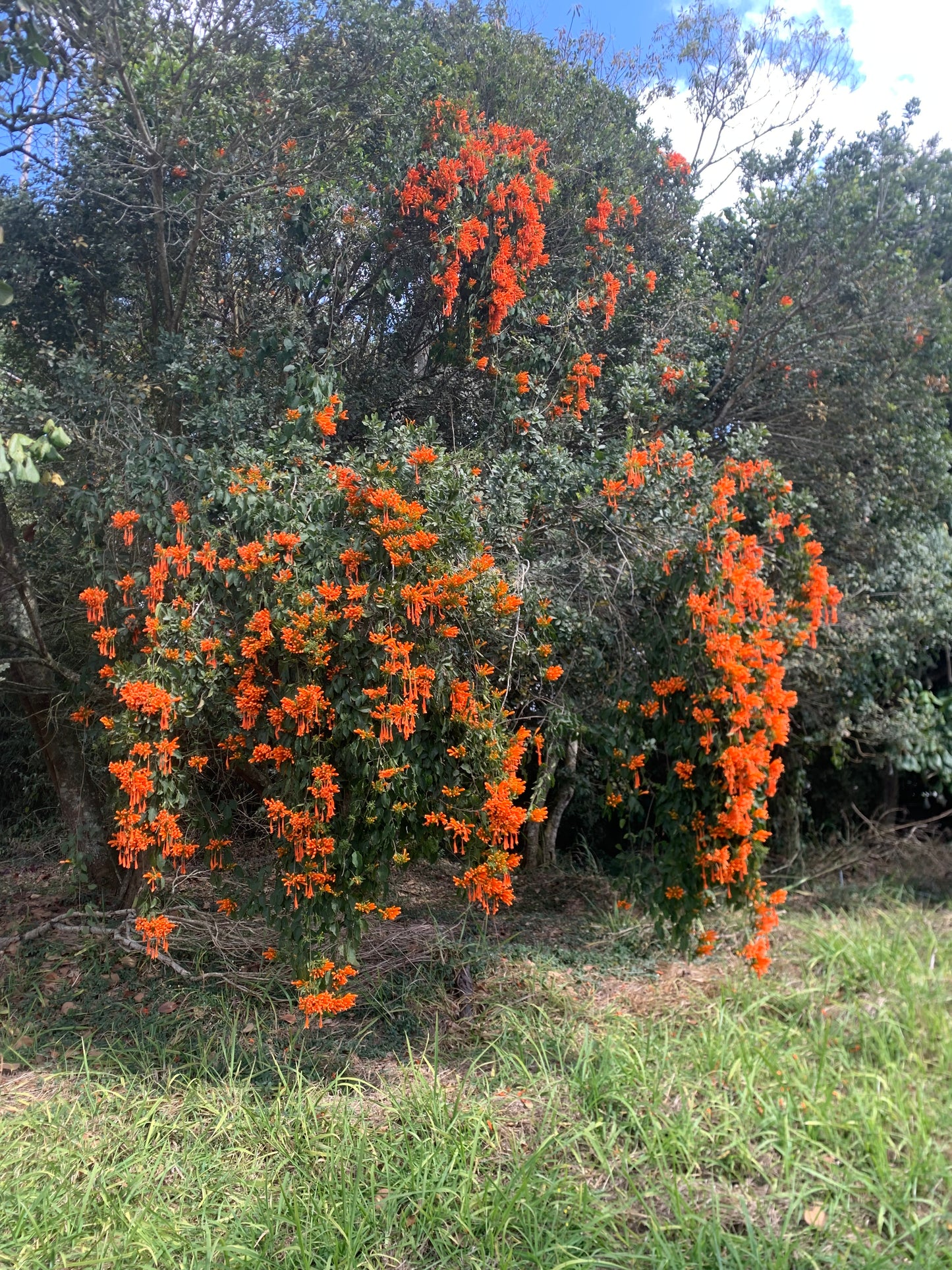 Pyrostegia venusta (cipó de são João)