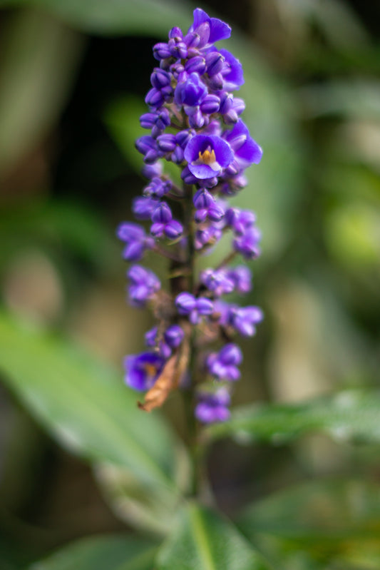 Dichorisandra thyrsiflora
