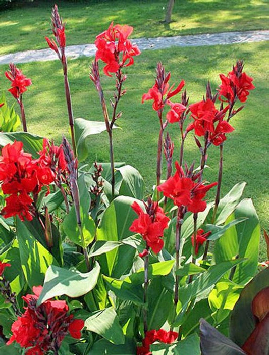 Canna Paniculata