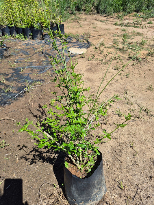 Jasminum mesnyi - Jasmim Amarelo