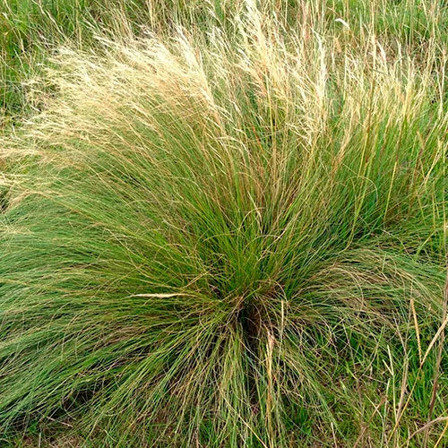 Aristida jubata (Arechav.) Herter (POACEAE)