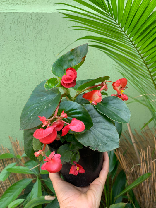 Begônia Semperflorens
