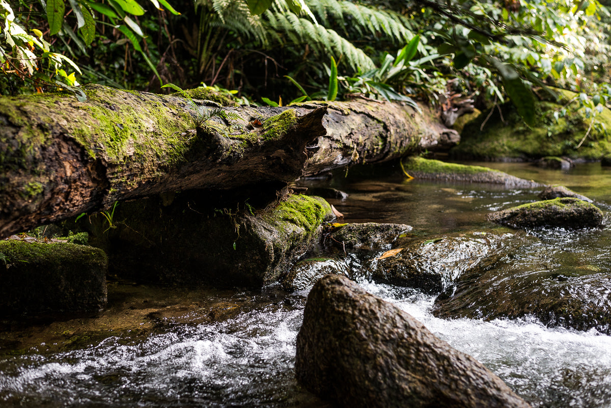 Cachoeira do Guaratuba - Guapuruvu Turismo
