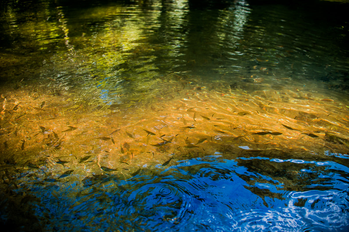 Cachoeira do Guaratuba - Guapuruvu Turismo