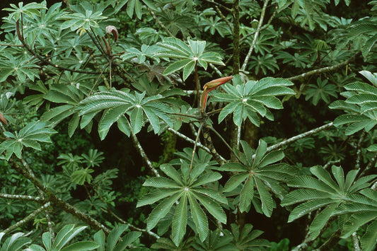 Embaúba - Cecropia