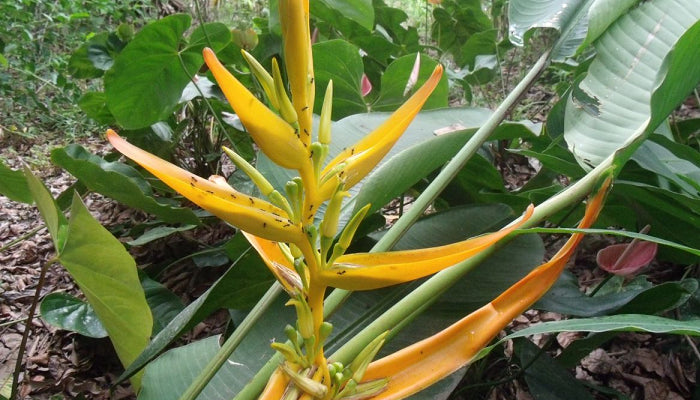 Heliconia aemygdiana Amarela