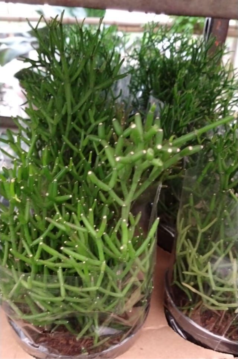 Rhipsalis baccifera