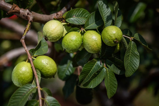 Goiabeira (Psidium guajava)