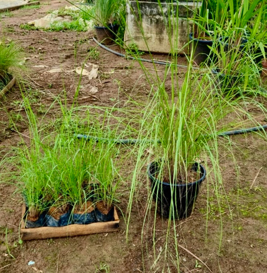 Eragrostis curvula - Capim Chorão