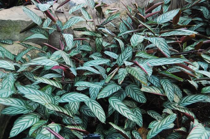 Maranta cinza (Ctenanthe setosa)
