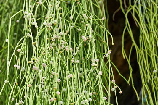 Rhipsalis baccifera