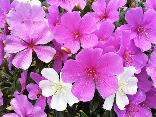 Manacá da Serra (Tibouchina mutabilis)