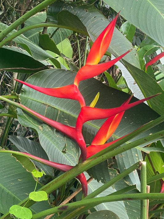 Helicônia farinosa