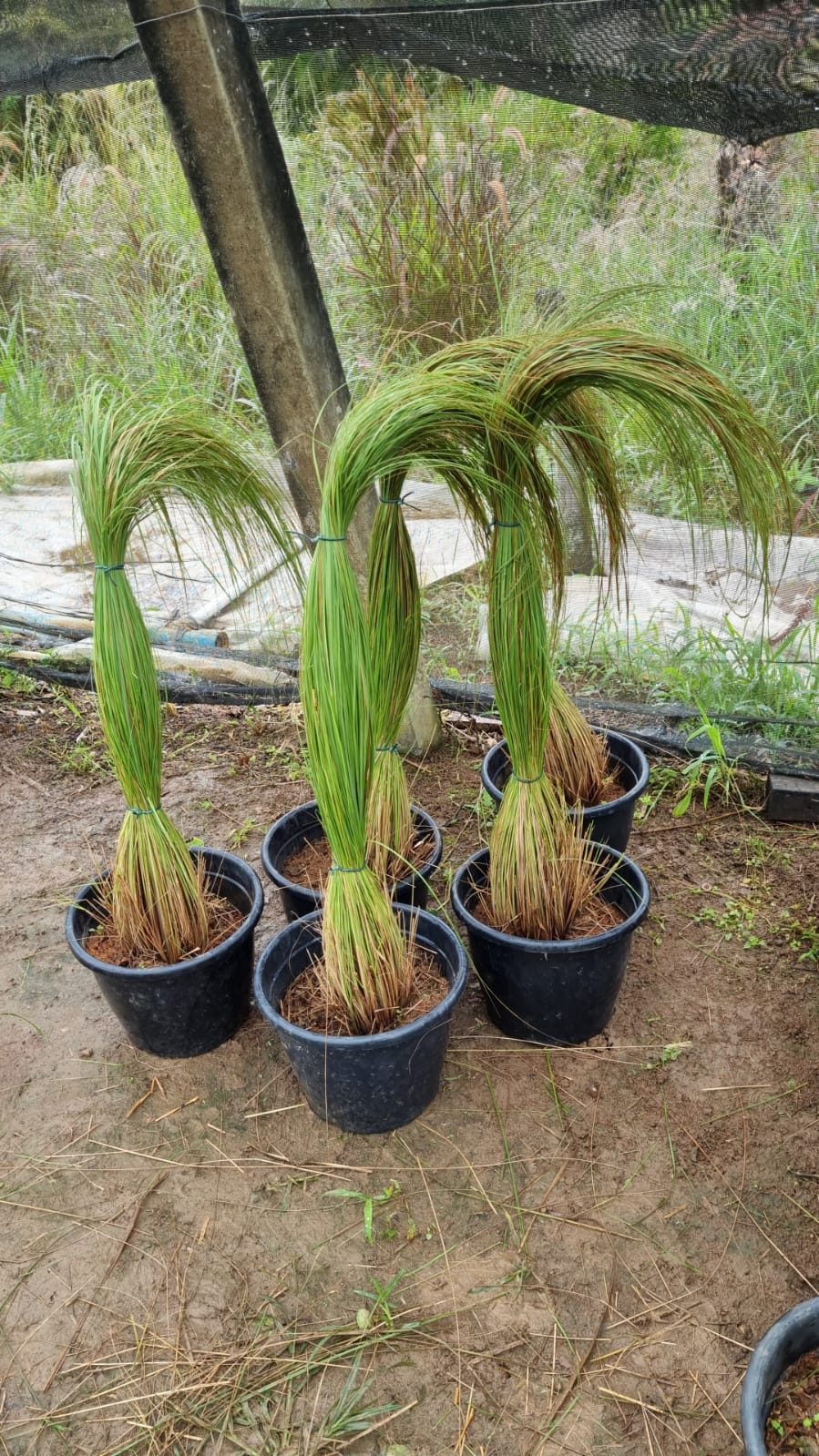 Aristida jubata (Arechav.) Herter (POACEAE)