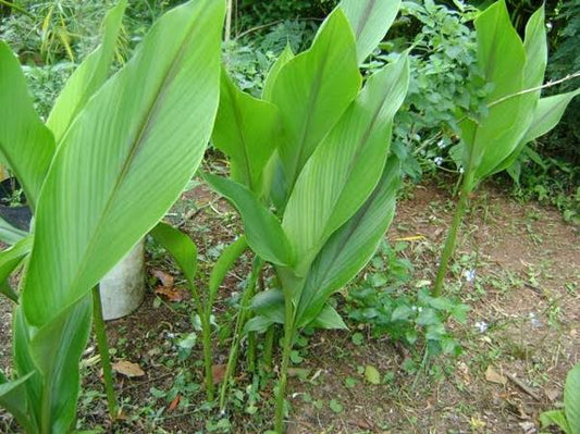 Açafrão da Terra - Curcuma longa