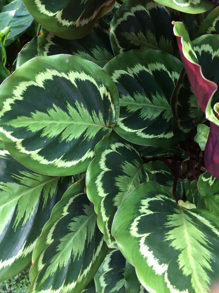 Calathea rosea-picta 'Medallion'