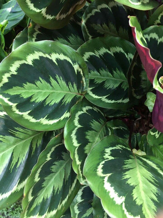 Calathea rosea-picta 'Medallion'