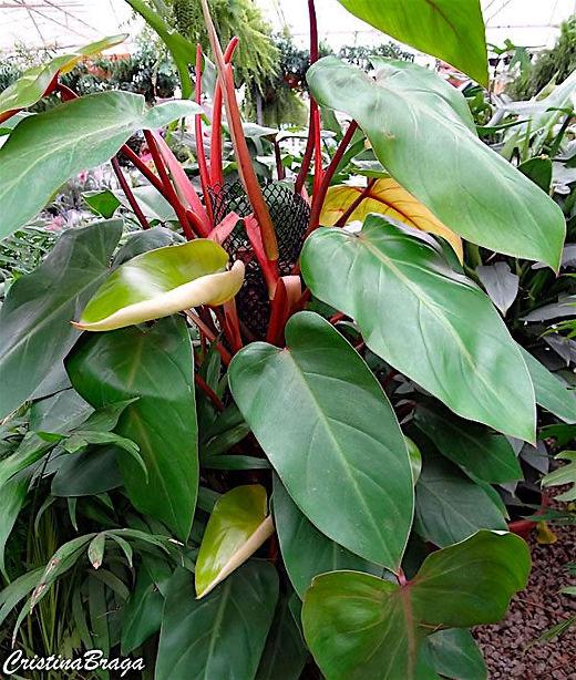 Philodendron erubescens