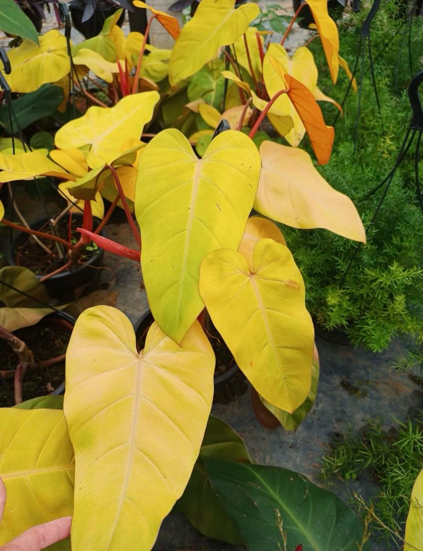 Philodendron erubescens