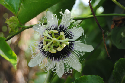 Maracujá (Passiflora edulis)
