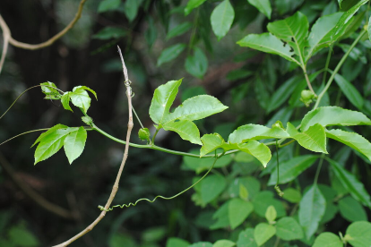 Maracujá (Passiflora edulis)
