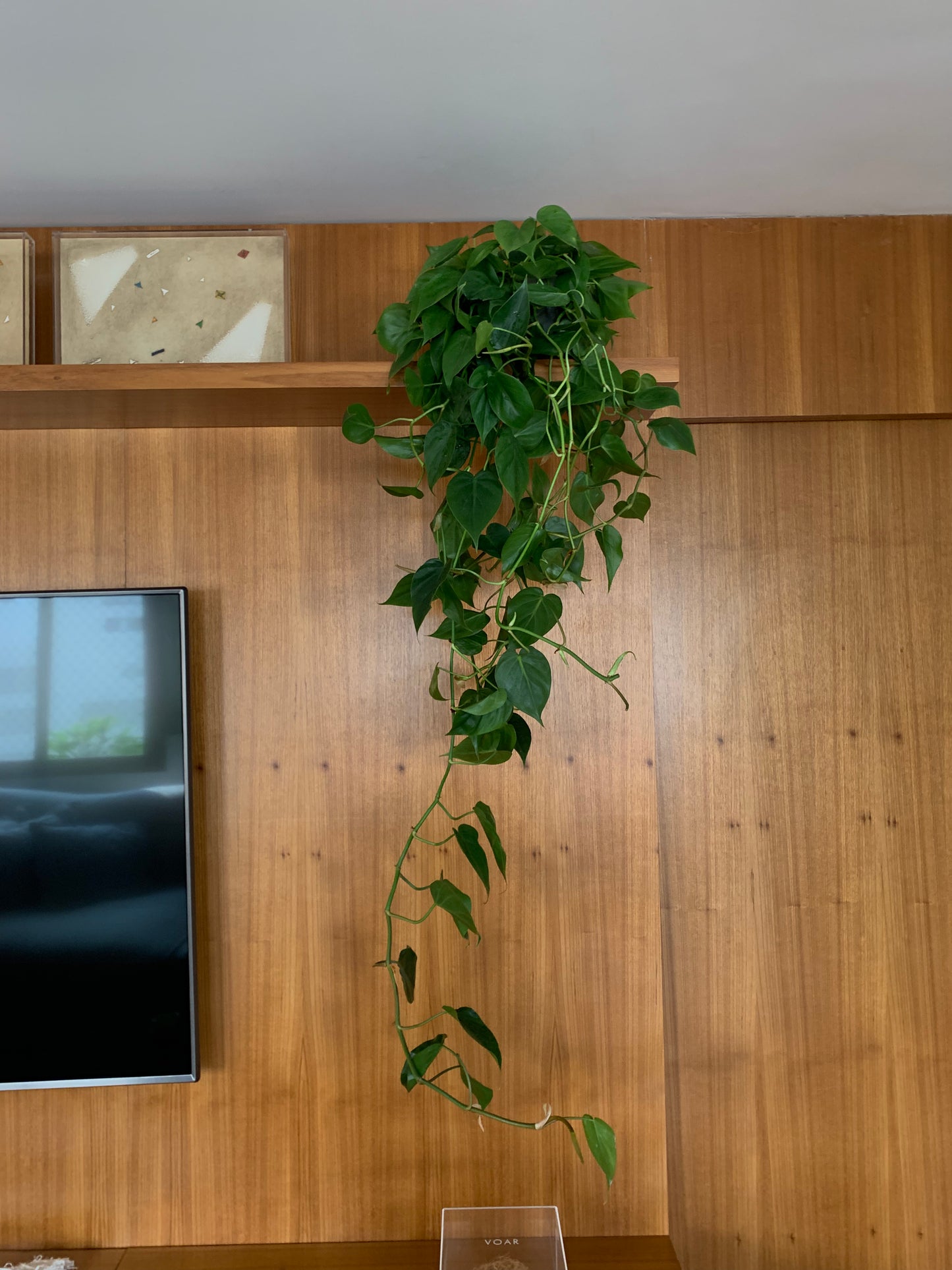 Philodendron cordatum