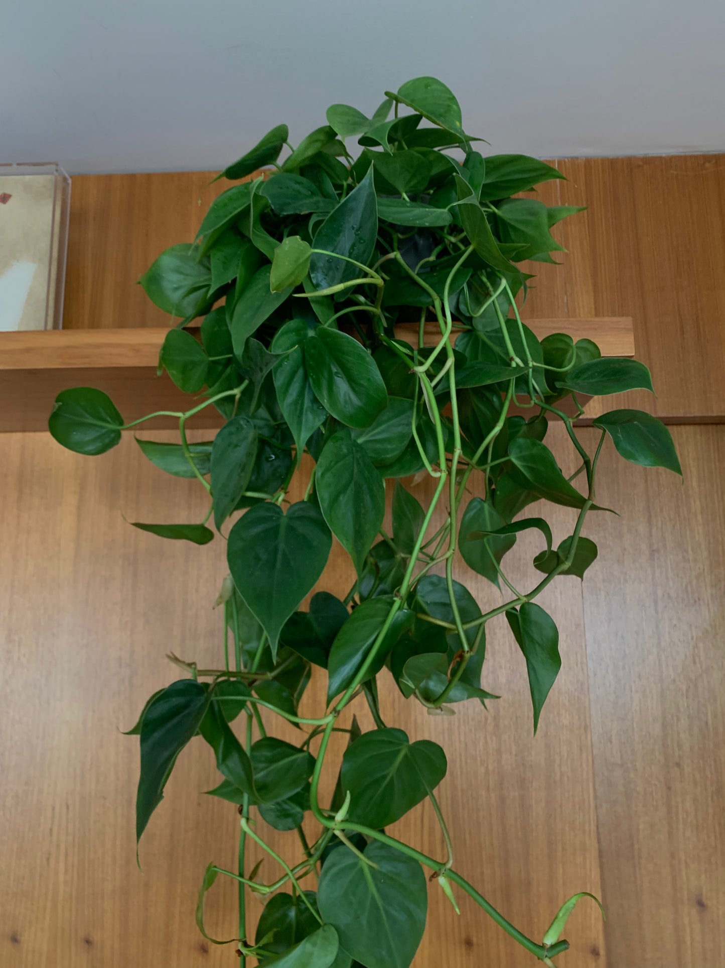 Philodendron cordatum
