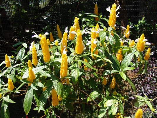 CAMARÃO AMARELO (Pachystachys lutea)