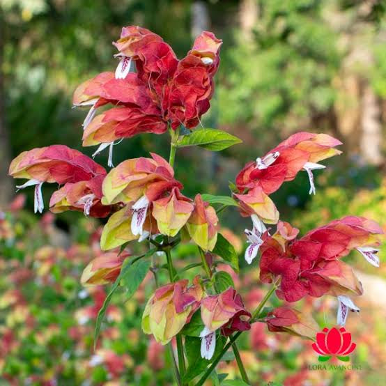 Flor-camarão (Justicia brandegeeana)