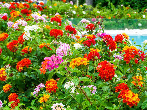 Lantana câmara