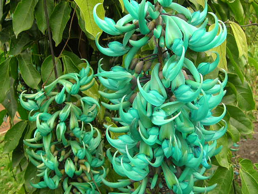 Jade Azul