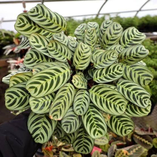 MARANTA BURLE MARX Ctenanthe burle-marxii