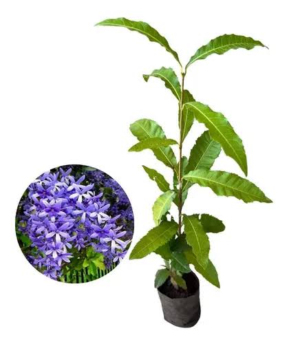 Petrea volubilis (cipó de são Miguel)
