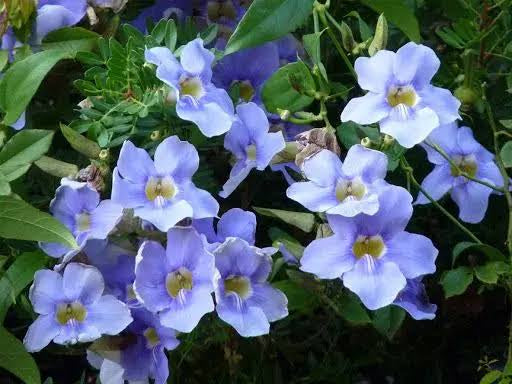 Thunbergia grandiflora