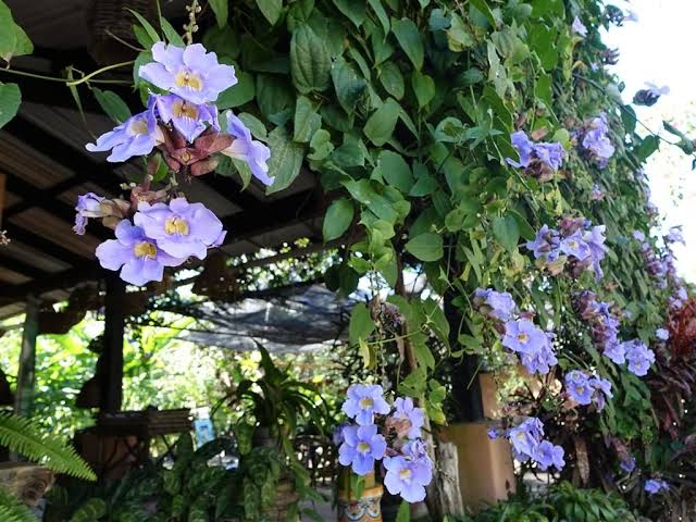 Thunbergia grandiflora