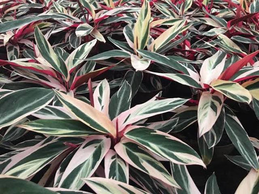 Maranta Triostar