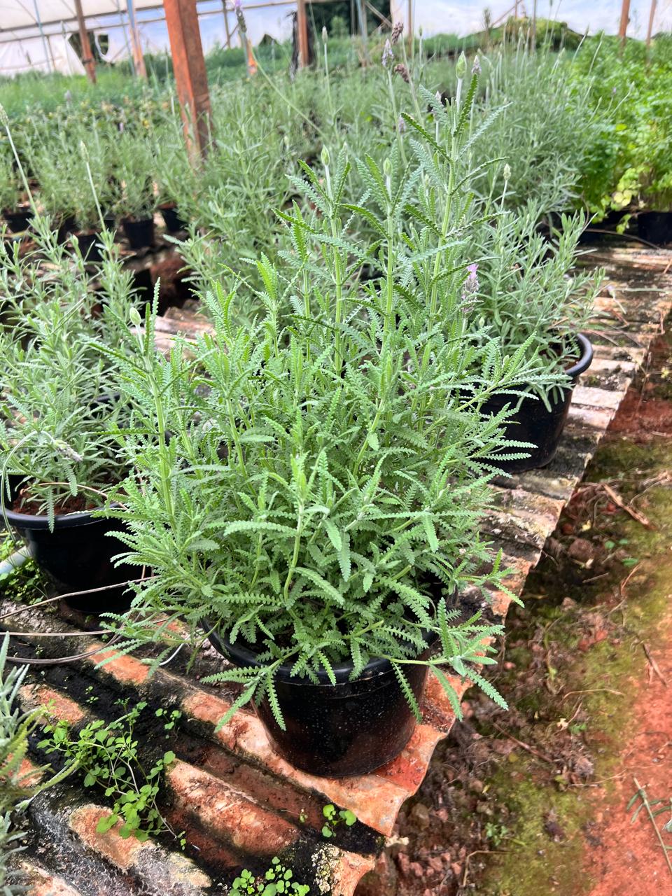 Lavanda