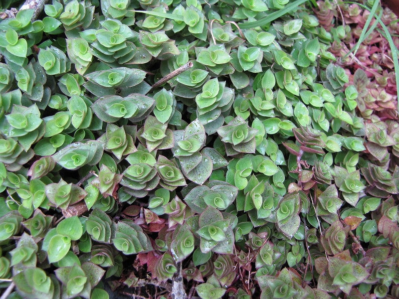 Callisia repens (dinheiro em penca)