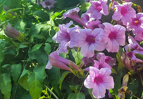 Mansoa difficilis (cipó-sino)