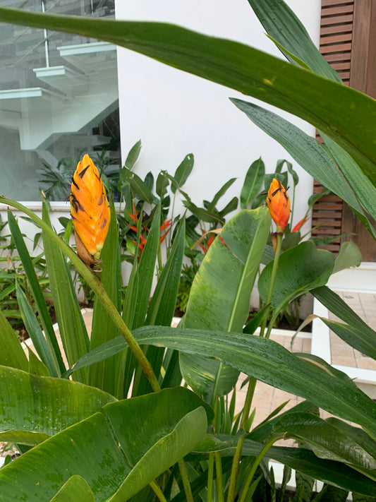 Heliconia episcopalis