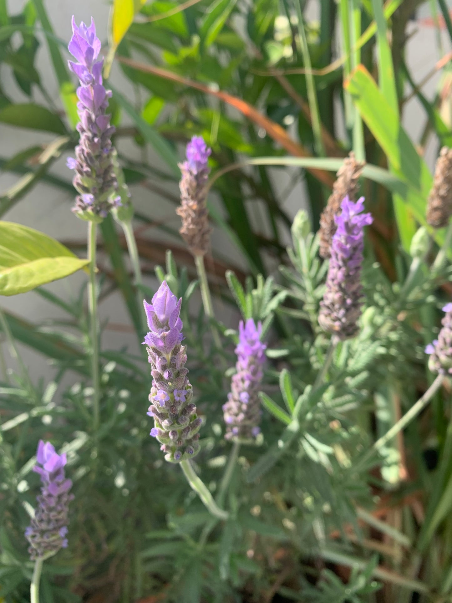 Lavanda
