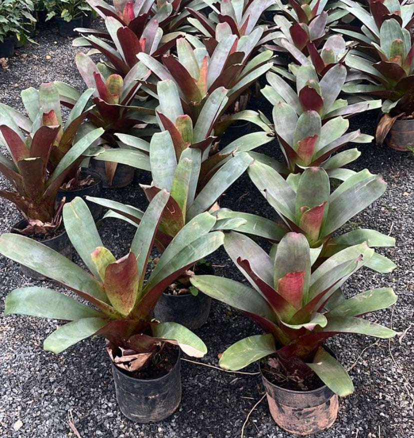 Bromélia Imperial