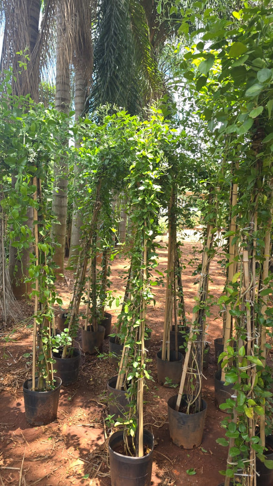 Jasminum azoricum