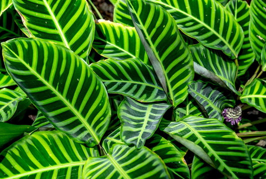Calathea Zebrina