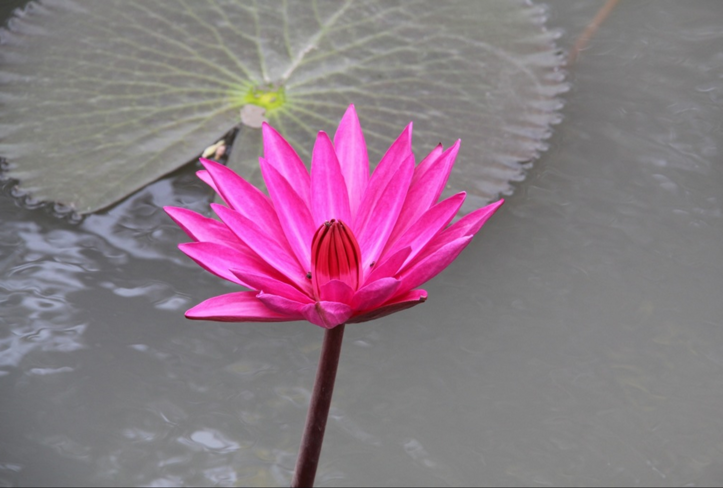 Nymphaea