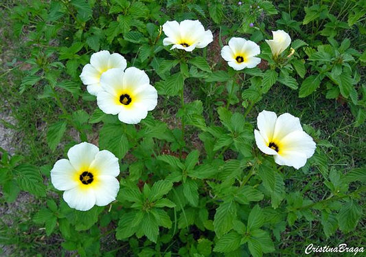 Turnera ("Damiana")