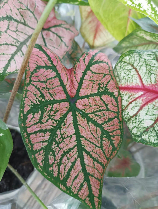 Caladium