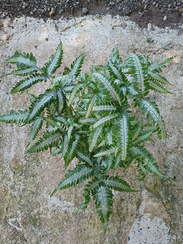 Pteris cretica 'Albolineata' (Samambaia Prateada)