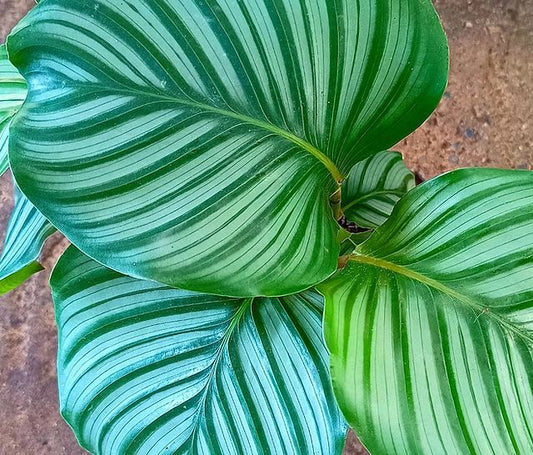 Calathea orbifolia